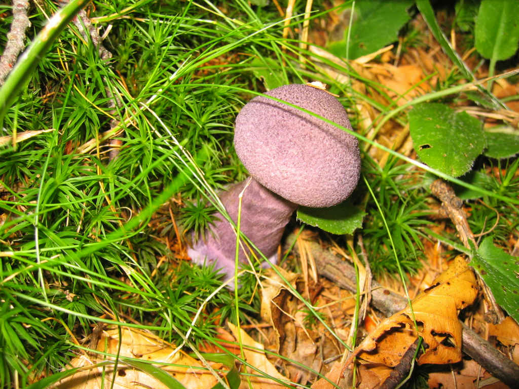 2005 :  Un anno di funghi